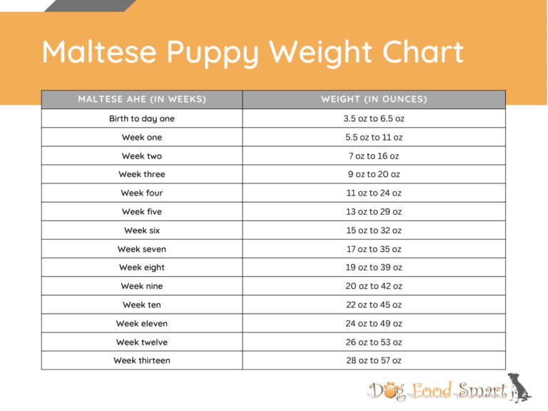Maltese Growth Chart | Maltese Weight & Size Chart
