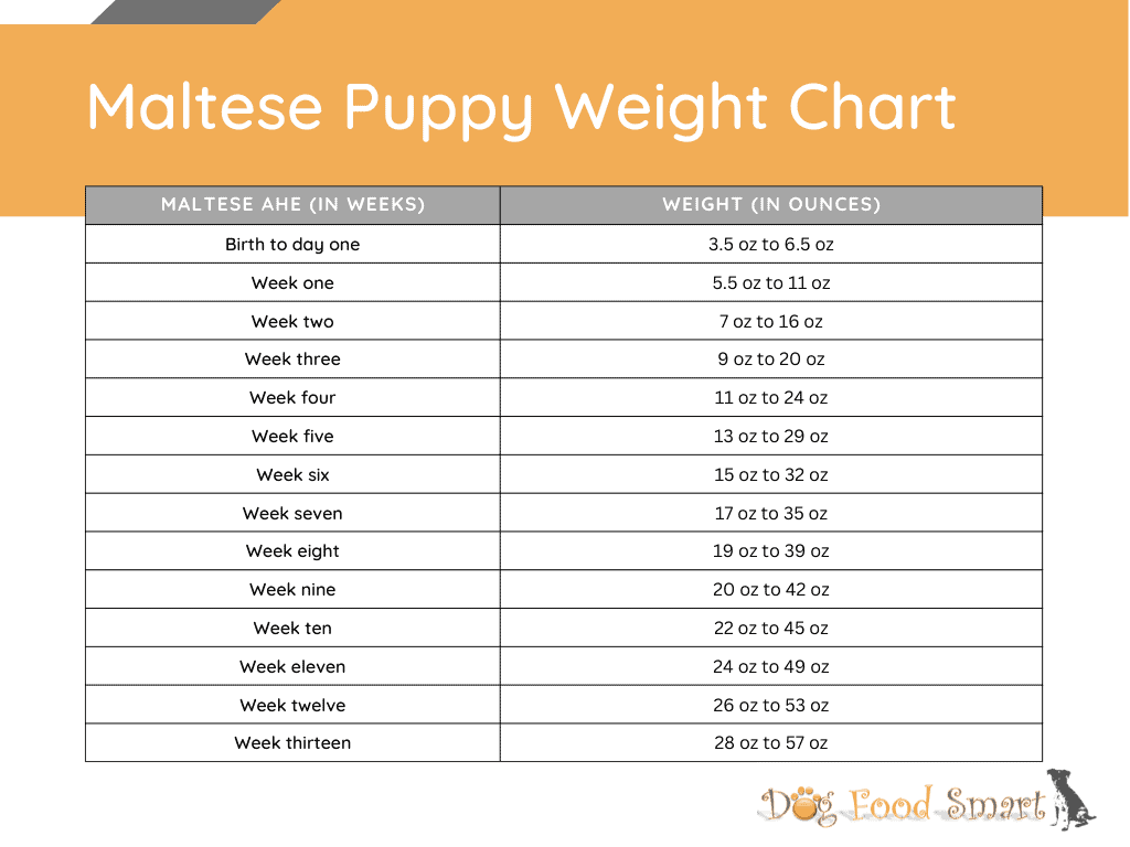 Maltese Growth Chart Maltese Weight & Size Chart