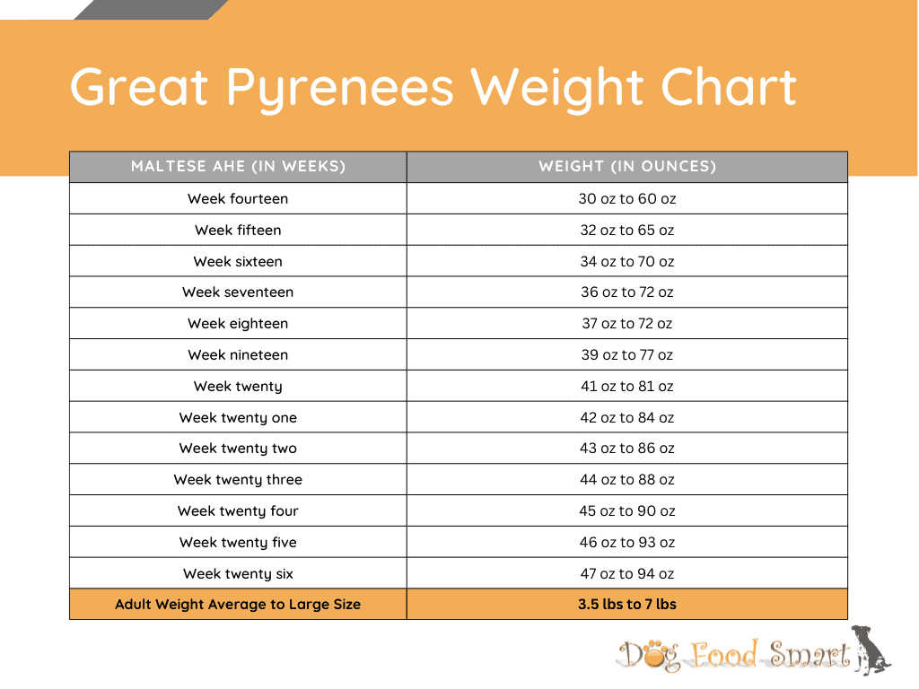 Maltese Weight Chart 2