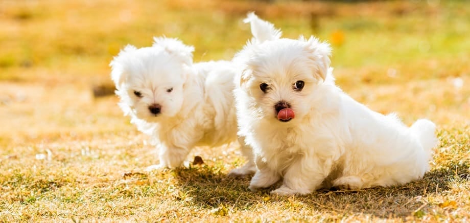 what is the average weight for a maltese dog