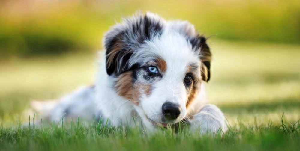 Mini Australian Shepherd Puppy Growth