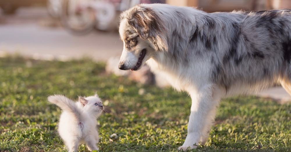 Mini Australian Shepherd Growth Chart Weight & Size Chart