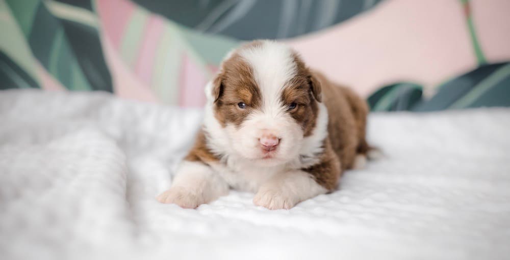 Mini Australian Shepherd Puppy Weight Chart 