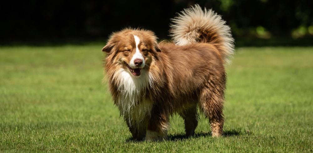 mini australian shepherd size comparison