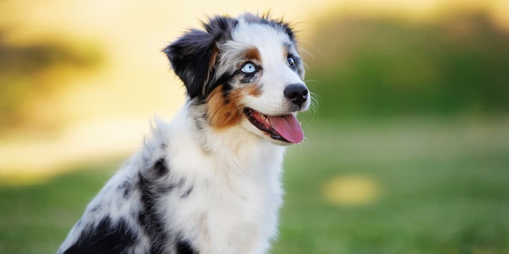 Mini Australian Shepherd Puppy Weight Chart 