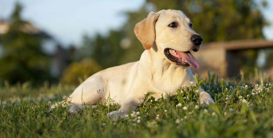 Over Exercised Labrador