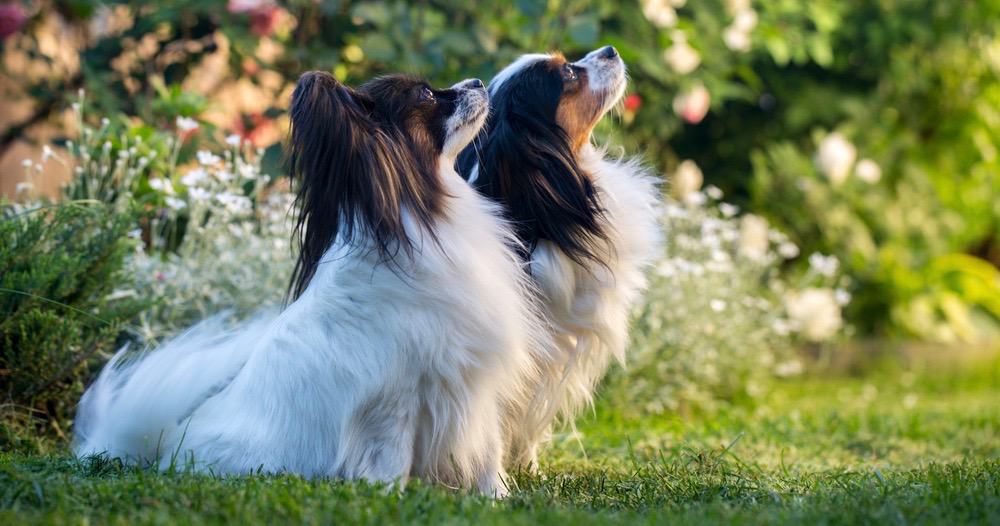 Papillon Development