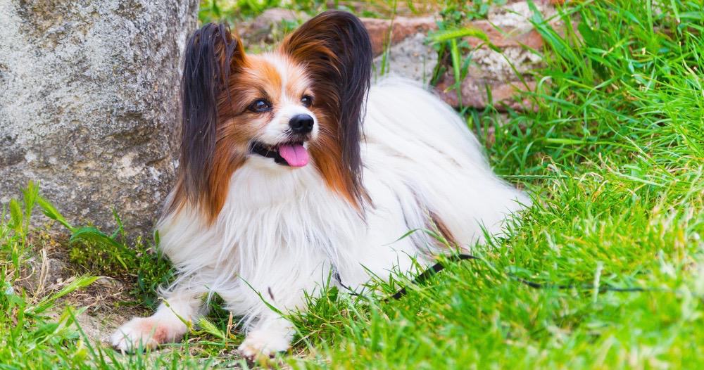 Papillon Fully Grown