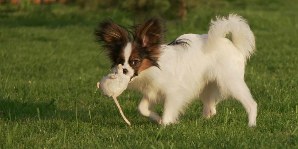 Papillon Growth