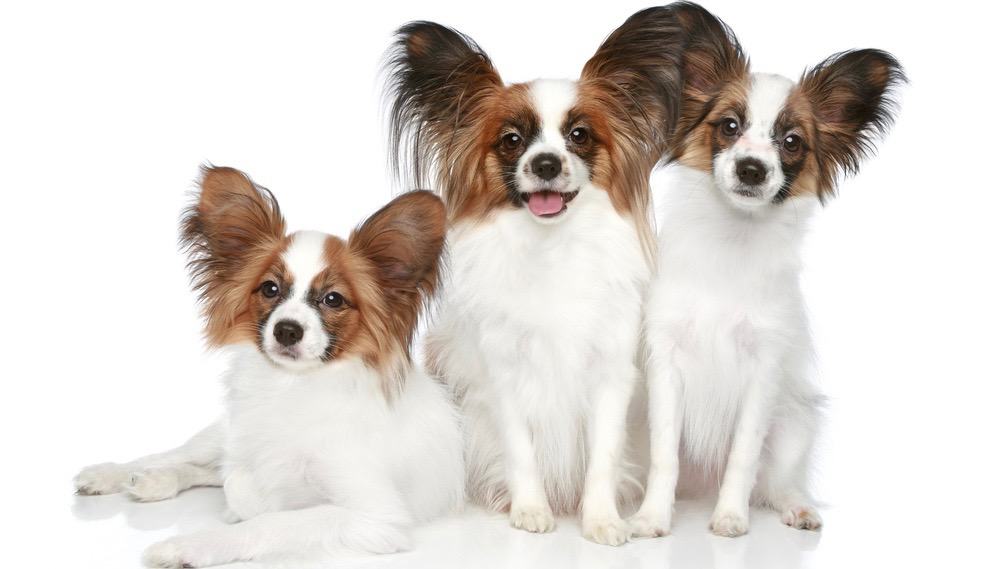 Papillon Puppy Growth Chart