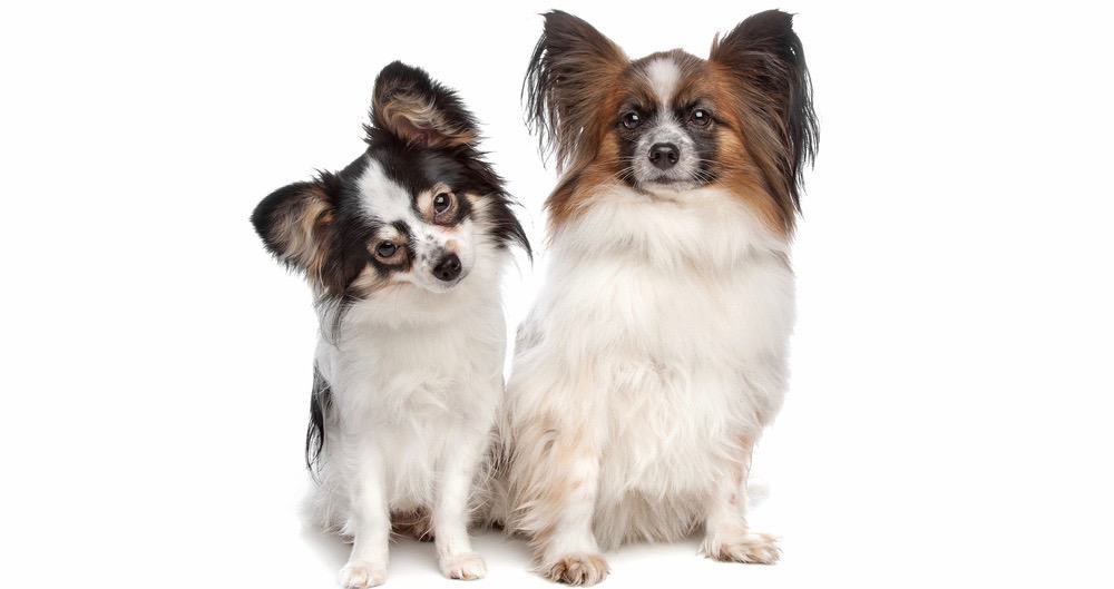 Papillon Weight Chart | Papillon Puppy Size & Growth Chart