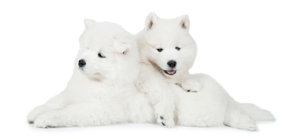 Samoyed Fully Grown