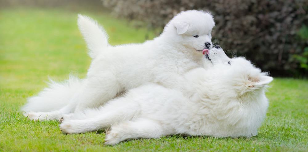 Samoyed Puppy Fully Grown