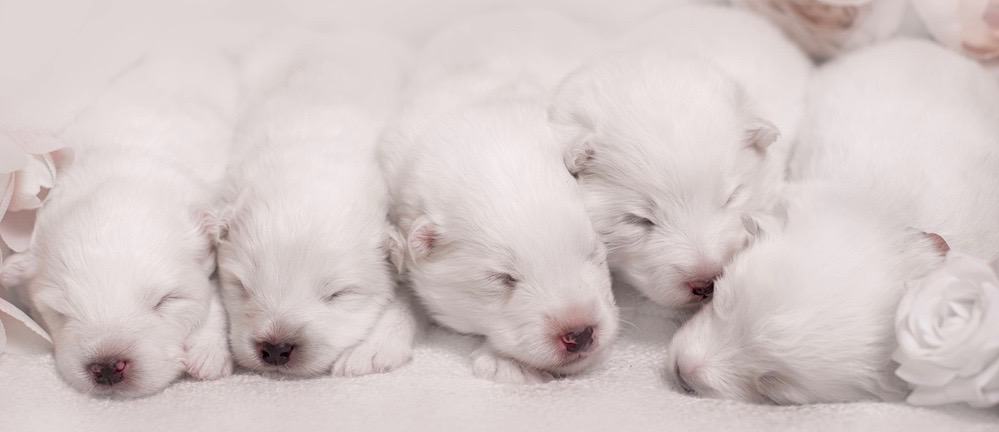 Samoyed Puppy Growth Chart