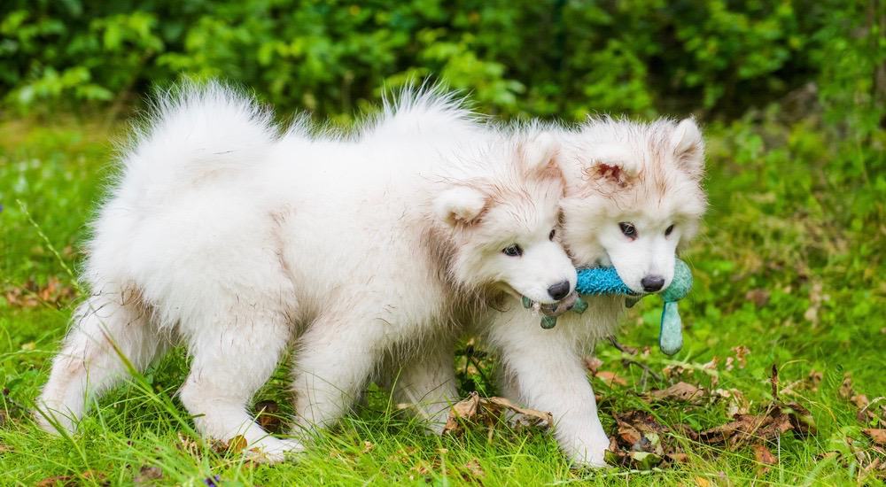 Samoyed Puppy Weight Chart