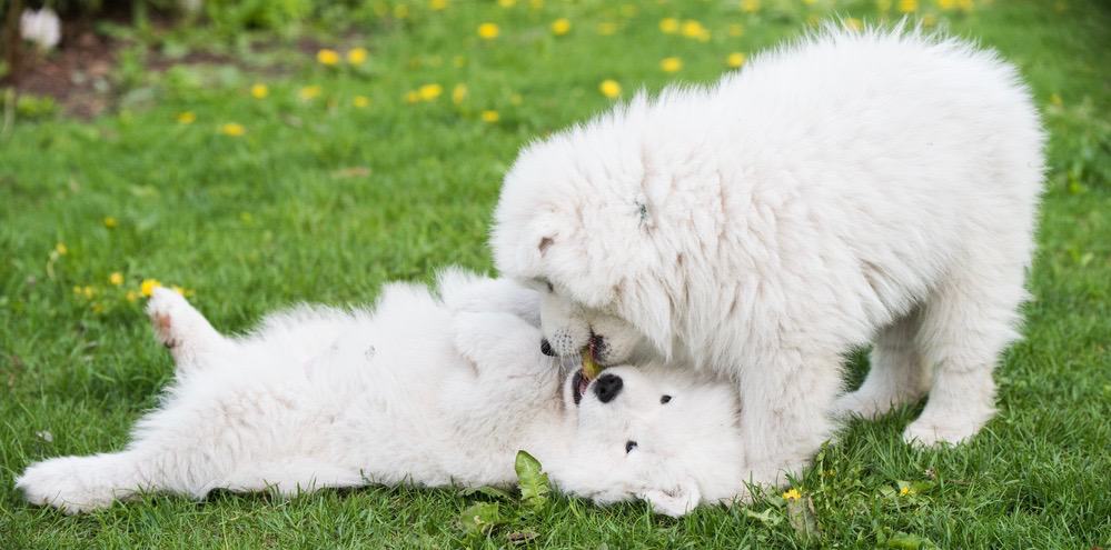 Samoyed Weight Chart