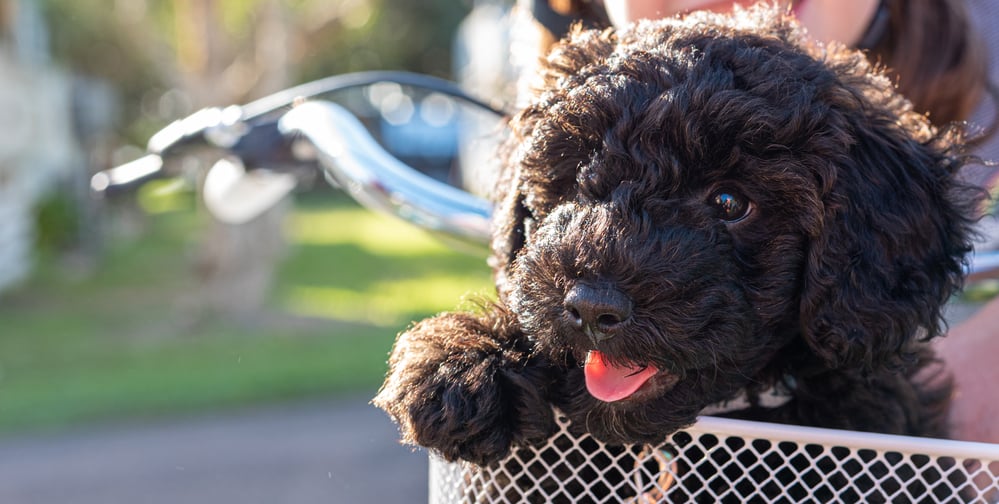 Schnoodle Development