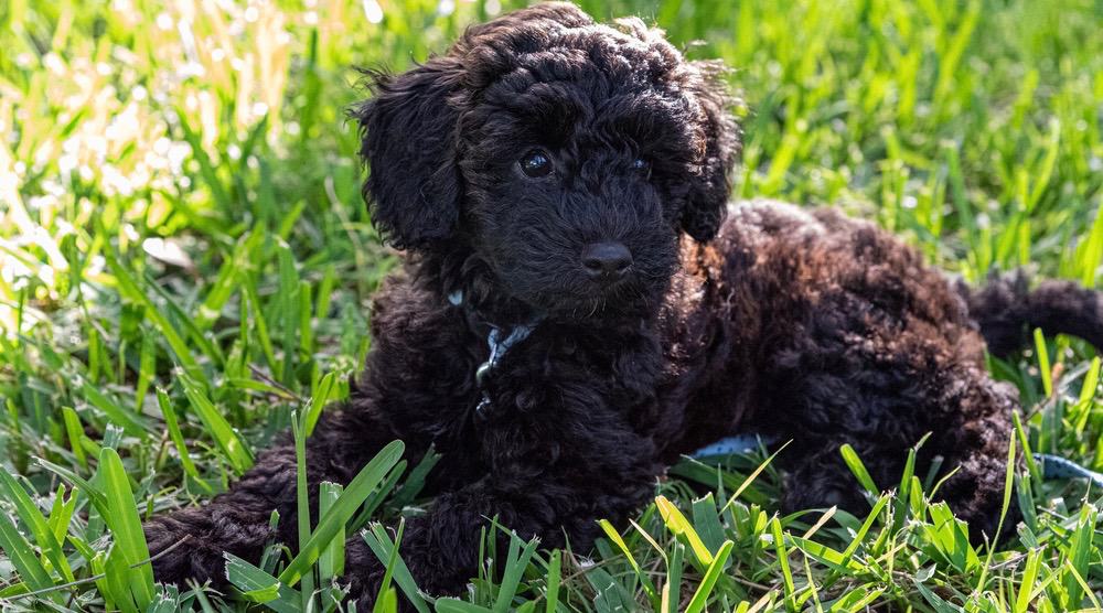 how big will a mini schnoodle get