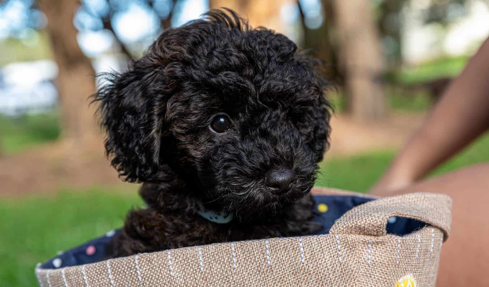 Schnoodle Weight Chart