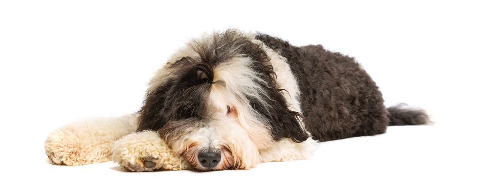 Sheepadoodle Development