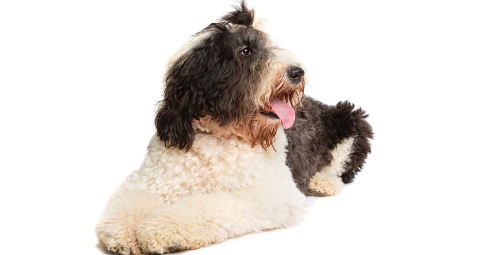 Sheepadoodle Fully Grown