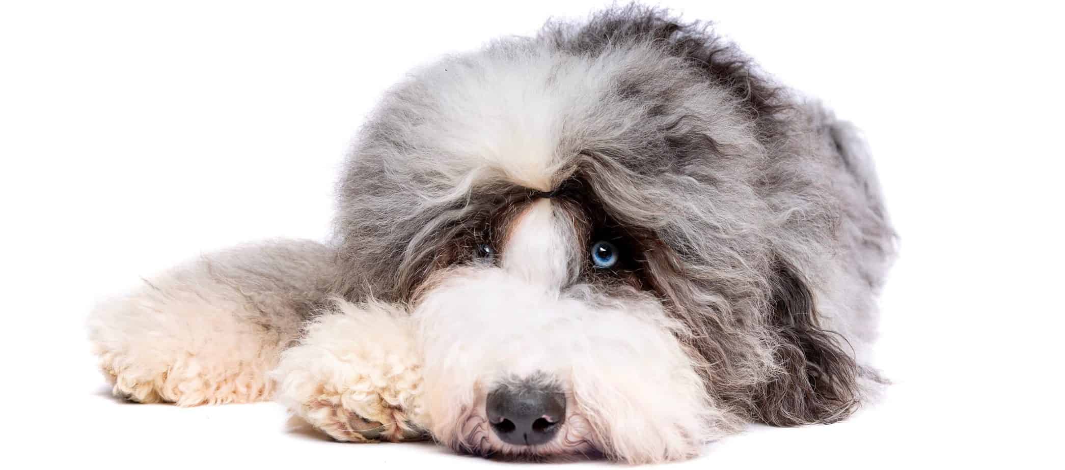 Sheepadoodle Weight Chart