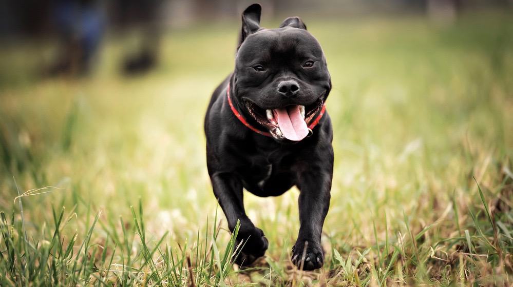 Staffordshire Bull Terrier Development