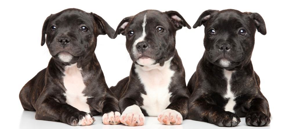 how much should a staffordshire bull terrier weight