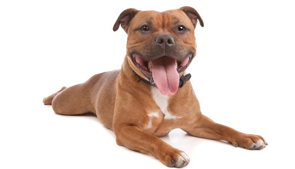 how much should a staffordshire bull terrier weight