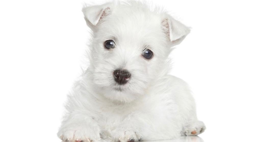 West Highland Terrier Development