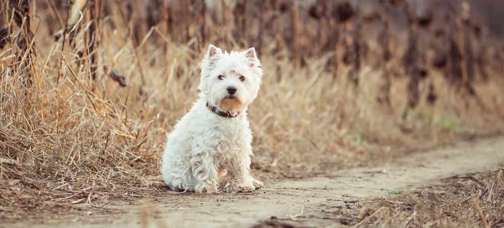 West Highland Terrier Fully Grown 