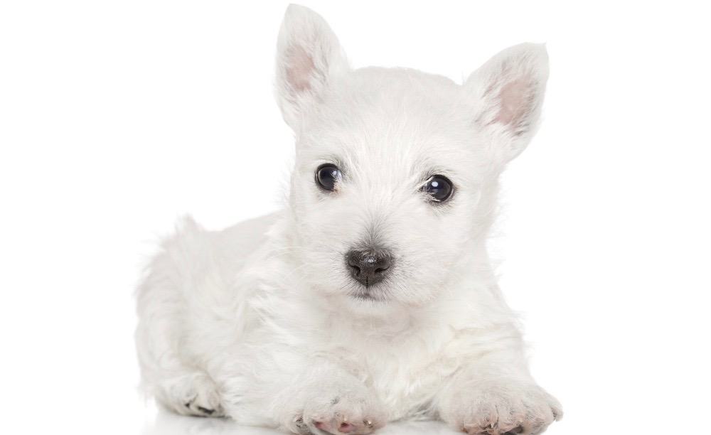 West Highland Terrier Growth