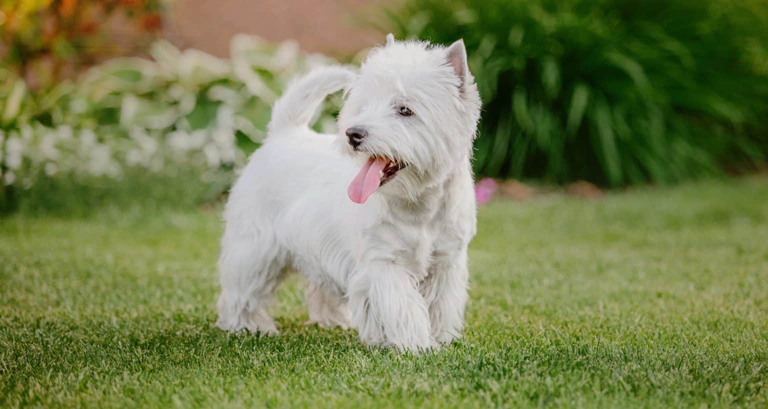 West Highland Terrier Weight Chart Westie Size & Growth Chart