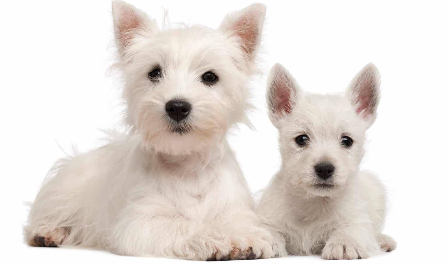 West Highland Terrier Weight Chart Westie Size & Growth Chart