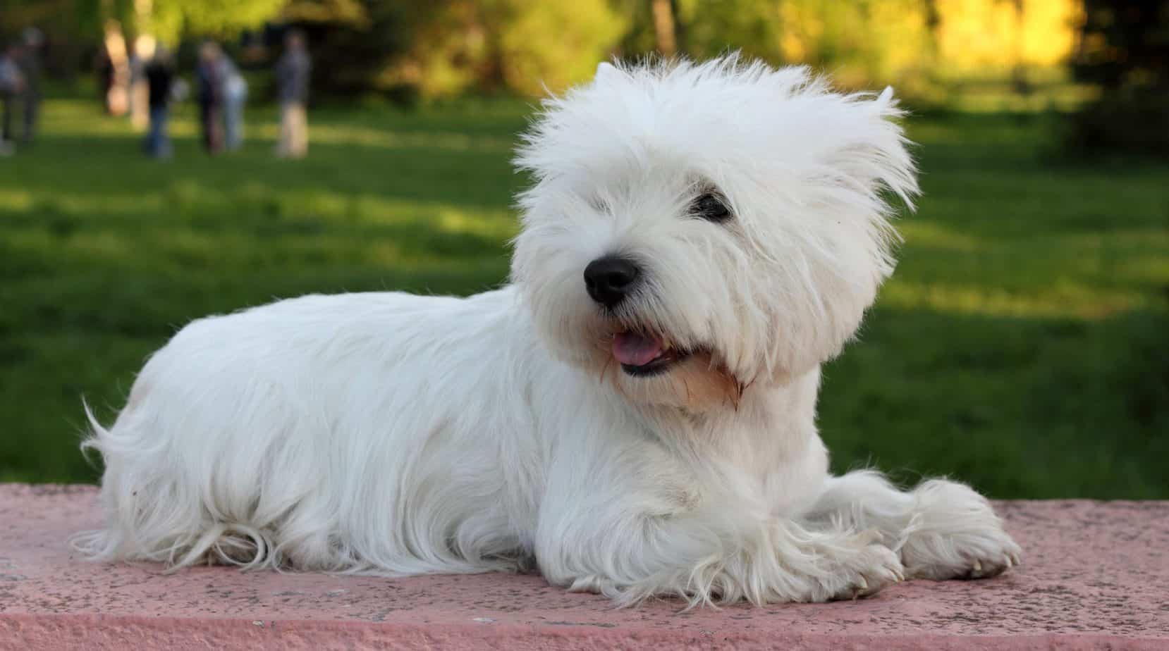 West Highland Terrier Puppy Weight Chart