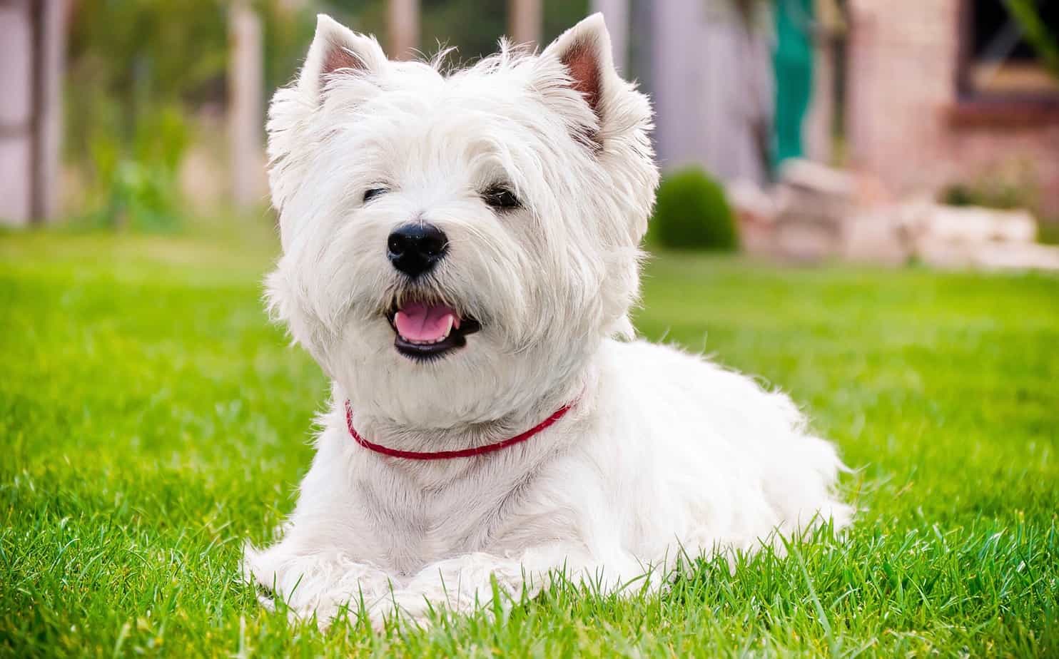 West Highland Terrier Weight Chart