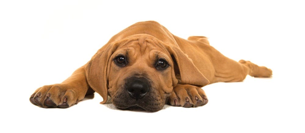 how long does it take for a boerboel to be fully grown