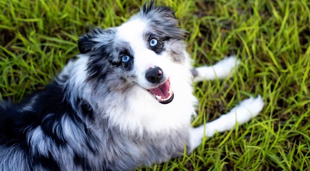 When Do Mini Australian Shepherds Stop Growing