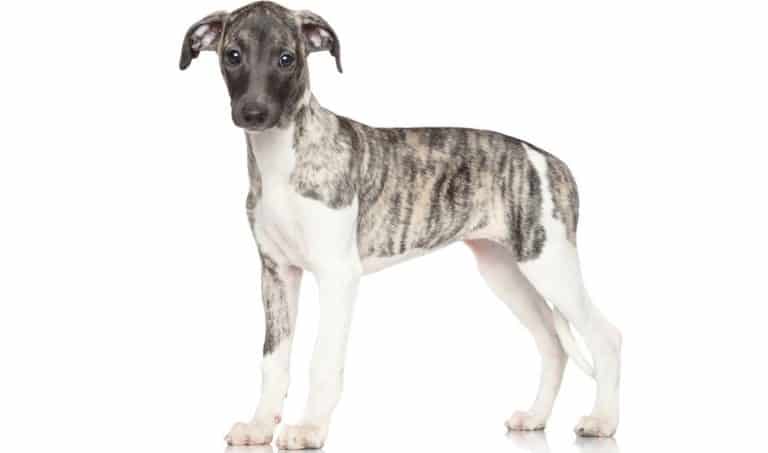 whippet-weight-chart-whippet-puppy-size-growth-chart