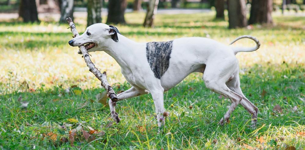 Whippet Weight Chart