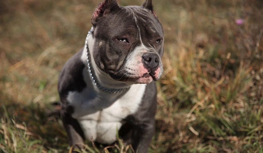 American Bully Health Issues Affecting Lifespan
