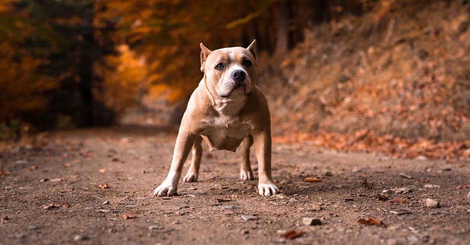 American Bully Life Expectancy