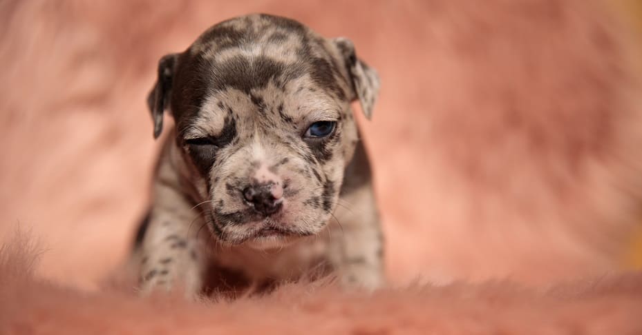 American Bully Lifespan Factors