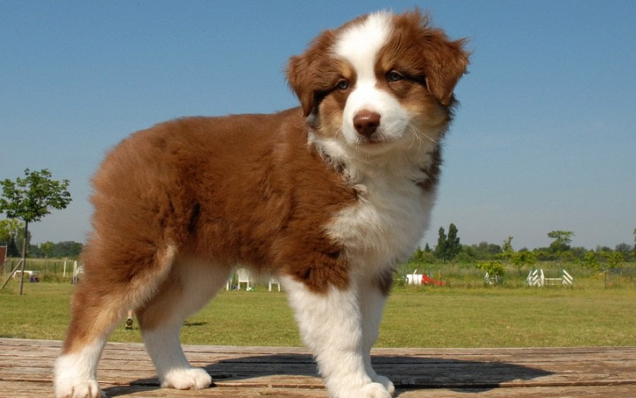 why do they bob australian shepherds tails