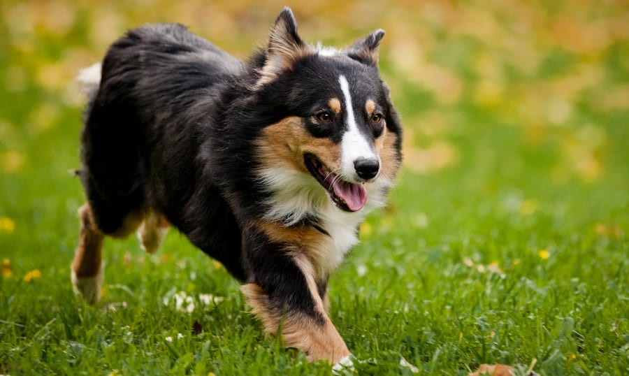 Australian Shepherd Tail & Health Issues