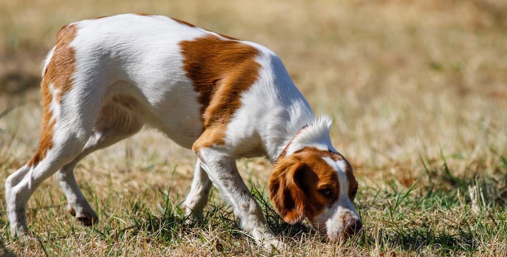 Brittany Spaniel Development