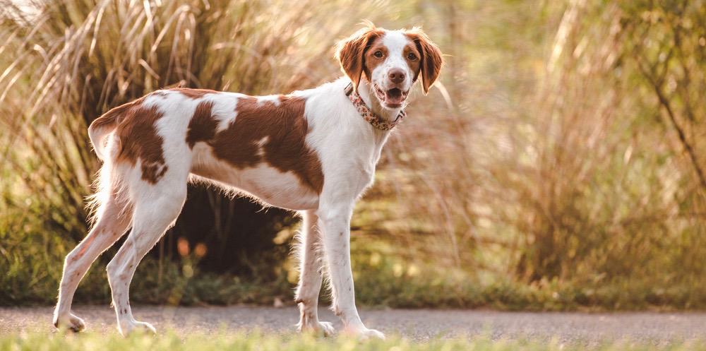 Brittany Spaniel Weight Chart | Brittany Size & Growth Chart