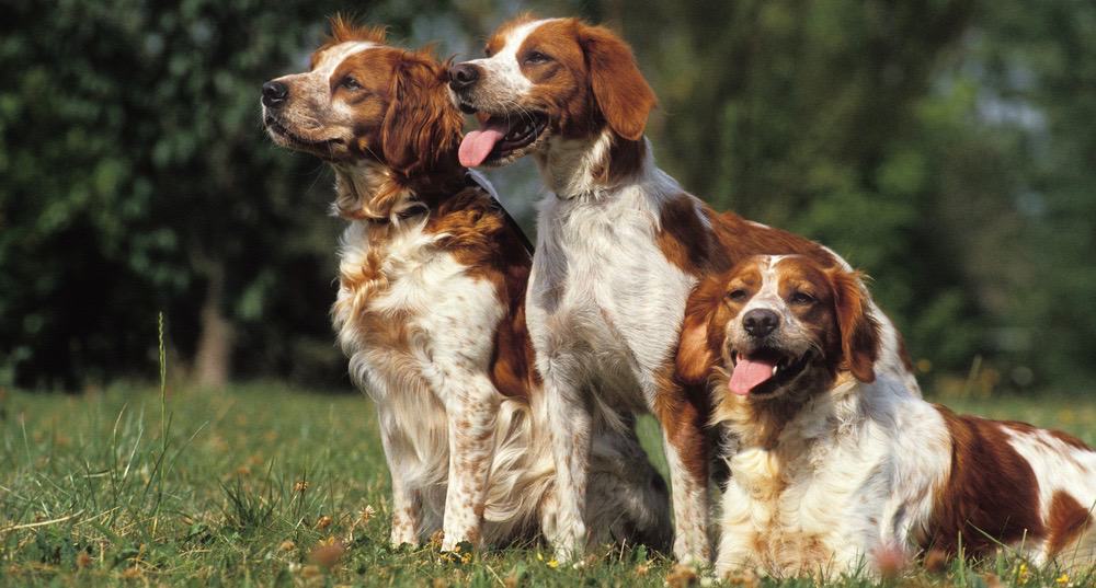 Brittany Spaniel Growth Chart