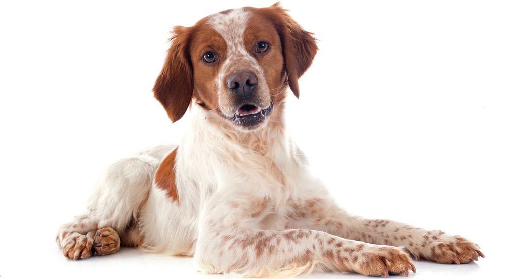 Brittany Spaniel Puppy Weight Chart