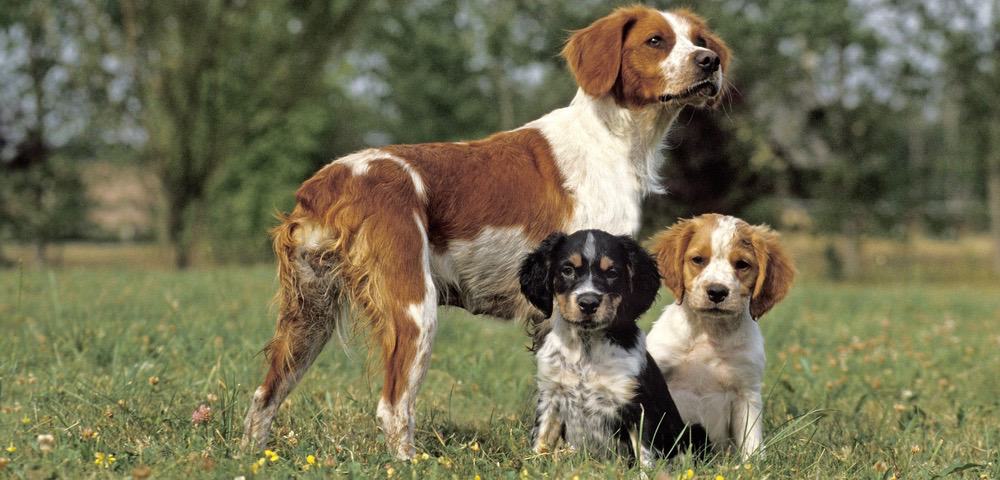 Spaniel Growth Chart